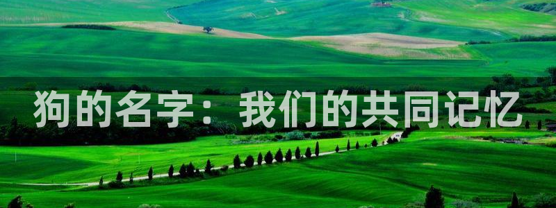 age动漫官网版入口：狗的名字：我们的共同记忆